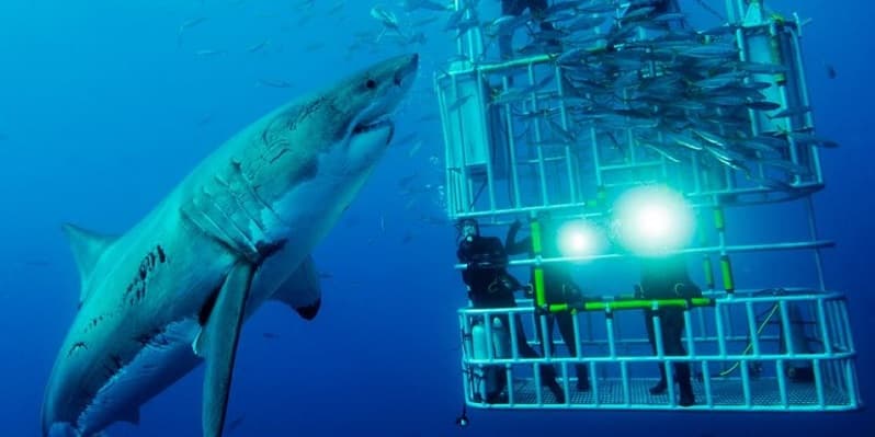 Shark Cage Diving